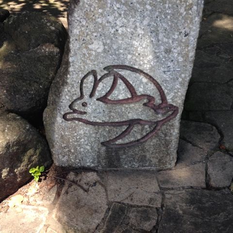 野川20150628_7