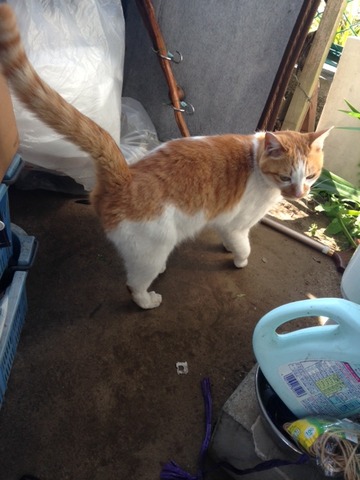 ねこ039