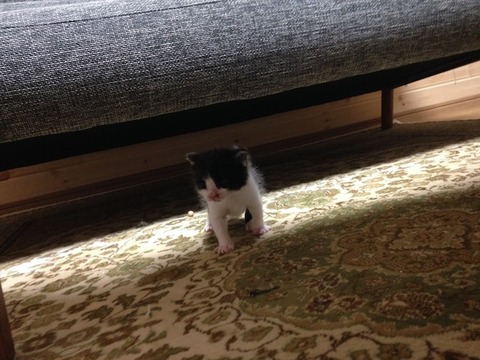 ねこ093