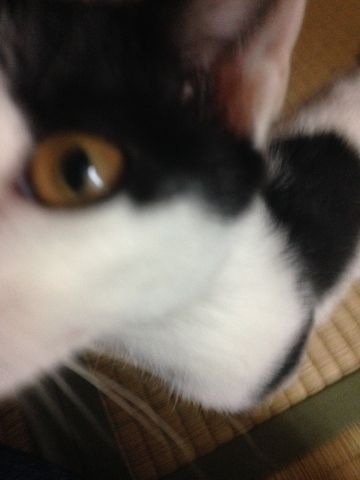 ねこ282