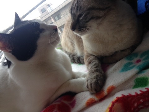 ねこ444