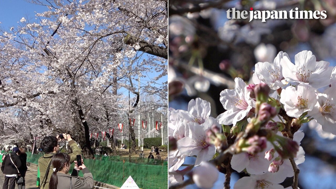 2020年春、都内各所の桜 - The Japan Times
