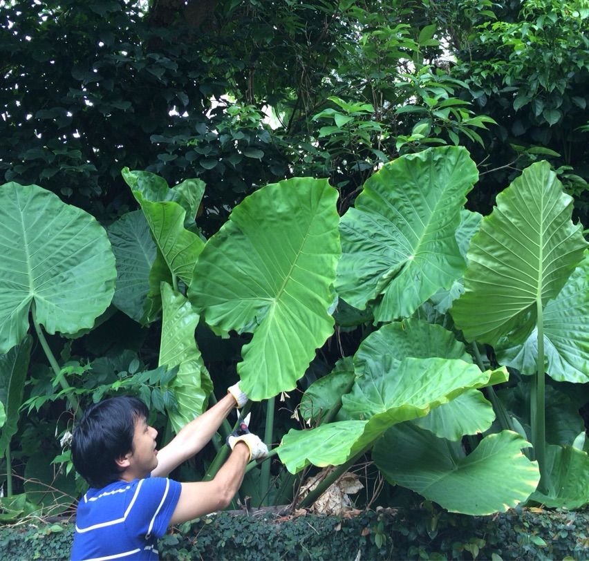トトロの葉っぱ 沖縄に住んでみましたmakabomのblog