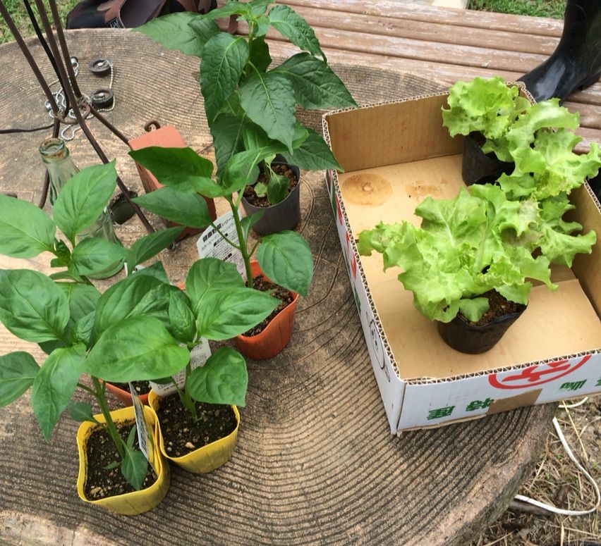 トトロの葉っぱ 沖縄に住んでみましたmakabomのblog トトロの葉っぱ 沖縄に住んでみましたmakabomのblog