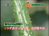 トゲが立って色鮮やかなのはおいしさの証