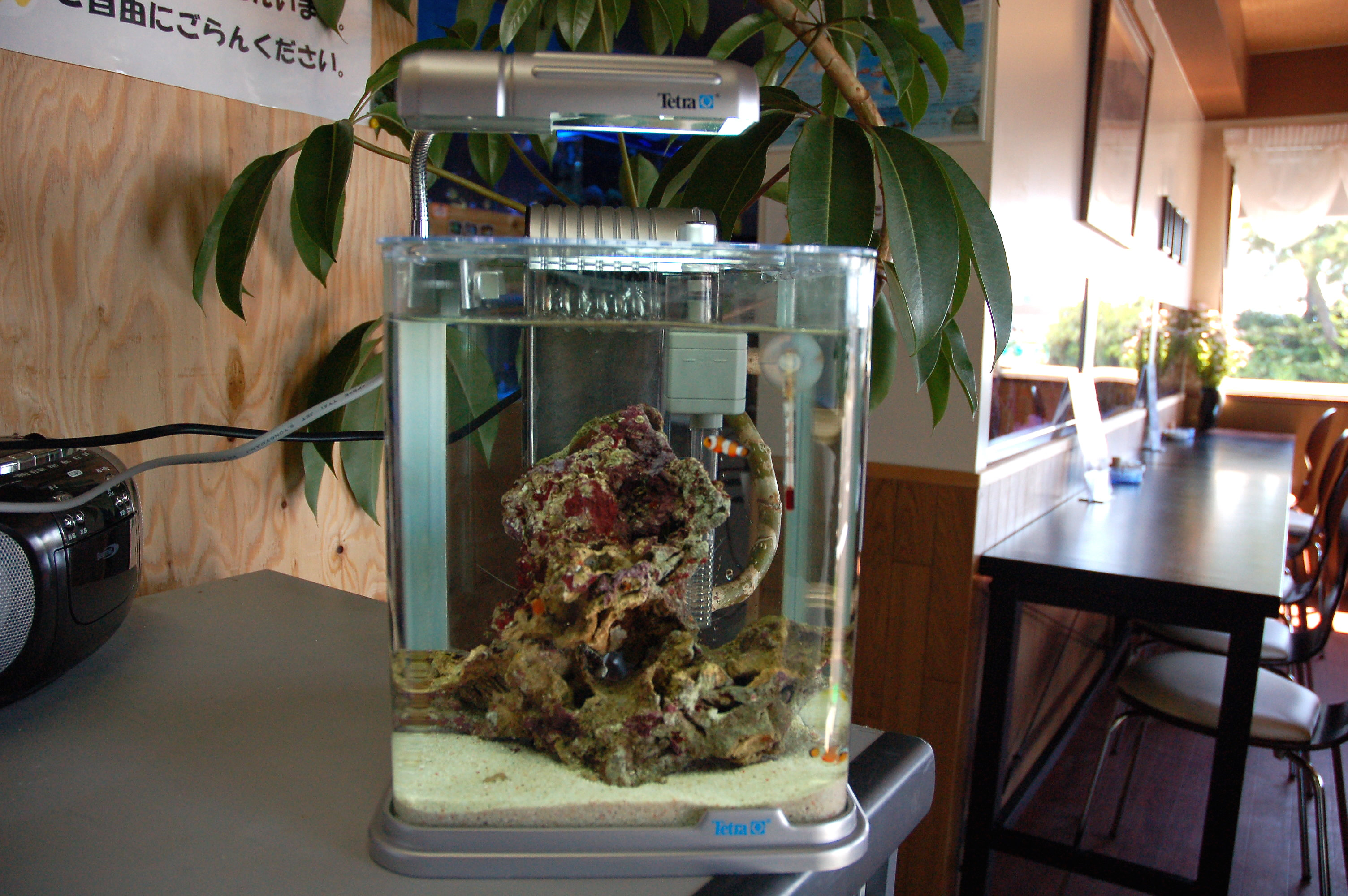小型水槽セット 海水魚 サンゴの通販 販売 飼育方法 メイクマリン のスタッフブログ