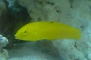 スーパー初心者ｍ ミニ水槽セット立ち上げ開始 いよいよ最終回 海水魚 サンゴの通販 販売 飼育方法 メイクマリン のスタッフブログ