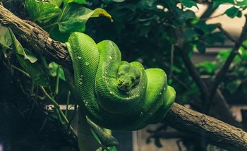 ヘビ