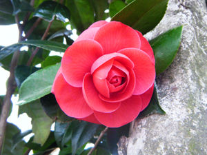 DSCF2314 小
