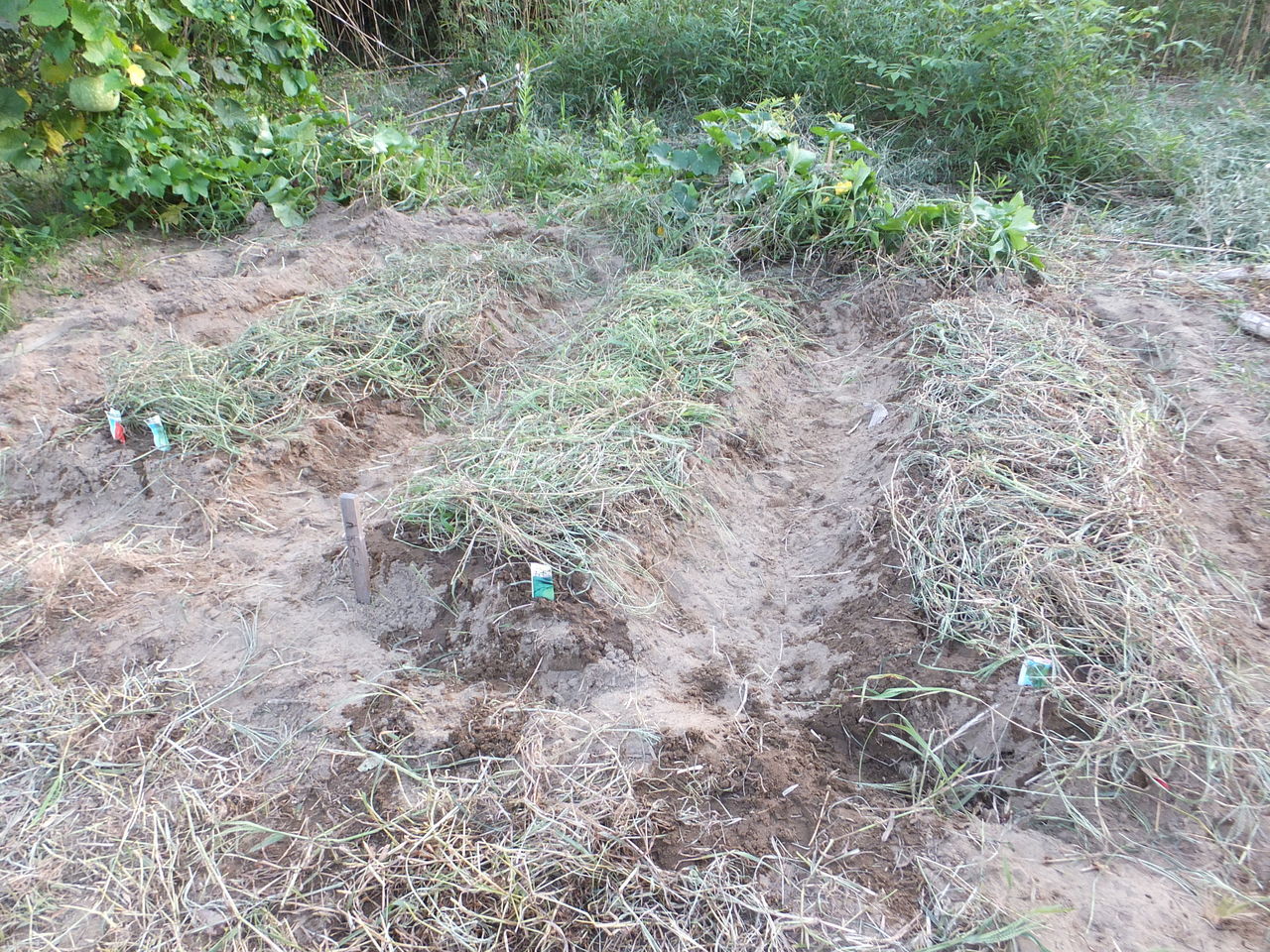 DSCF1516.jpg