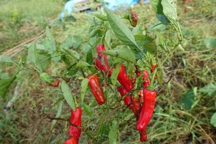20161004082237.jpg