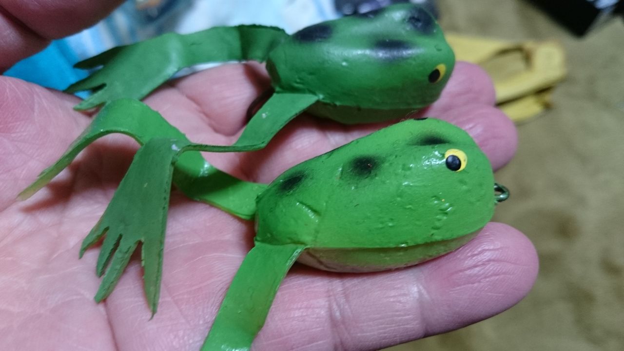 可愛いカエルくん ２匹 Bassと女は追うな 必ず置いてきぼりを食う