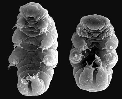 『最強生物』クマムシ : メイキング・オブ・ザ・ワールド