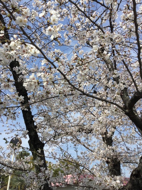 牧野公園