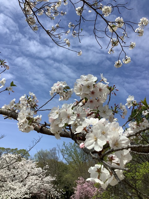 楠葉東公園13