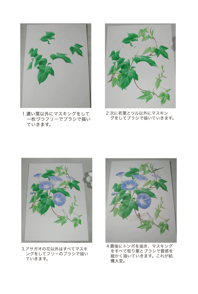どのように描くの アサガオの描き方 牧野すぐり Makino Suguri Botanical Art Illustration どのように描くの アサガオの描き方 牧野すぐり Makino Suguri Botanical Art Illustration