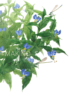 つゆくさにイトトンボたち ツユクサ科 7 9月 牧野すぐり Makino Suguri Botanical Art Illustration