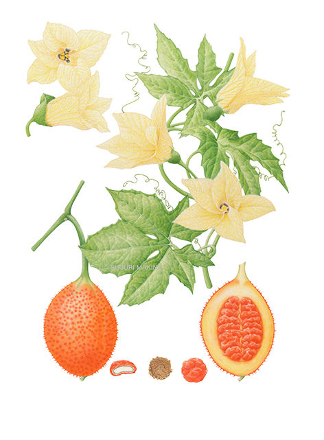 ナンバンカラスウリ ガック Momordica Cochinchinensis 牧野すぐり Makino Suguri Botanical Art Illustration