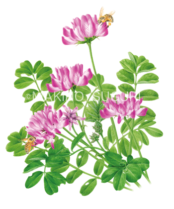 れんげにミツバチ マメ科 4 6月 牧野すぐり Makino Suguri Botanical Art Illustration れんげにミツバチ マメ科 4 6月 牧野すぐり Makino Suguri Botanical Art Illustration