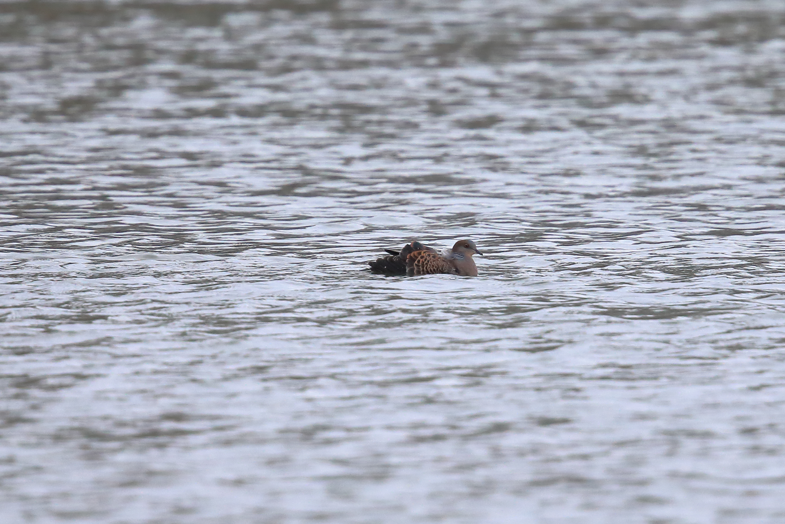 今日の牧野池 くそカラス 鳩を水没 残虐 牧野ヶ池遊歩童