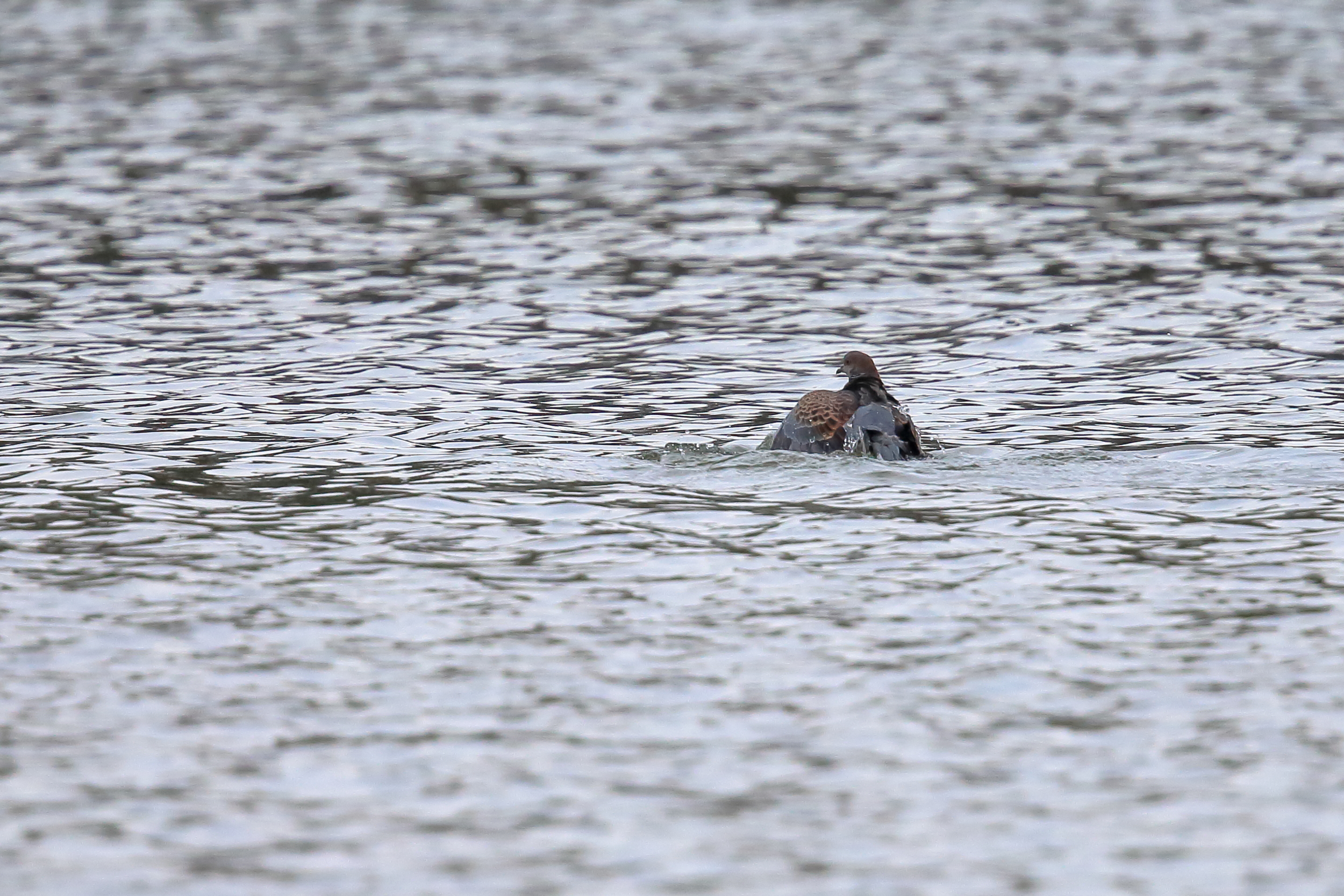 今日の牧野池 くそカラス 鳩を水没 残虐 牧野ヶ池遊歩童