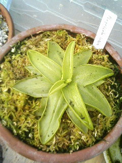ピンギクラ ルテア 食虫植物 ときどきクワガタ あと蘭