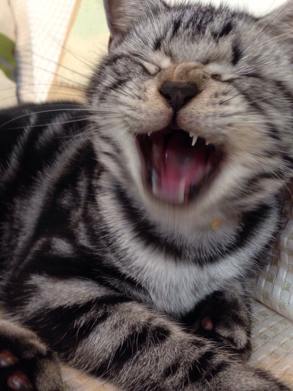 あくび顔って可愛い いつかは 梅猫亭 あくび顔って可愛い いつかは 梅猫亭