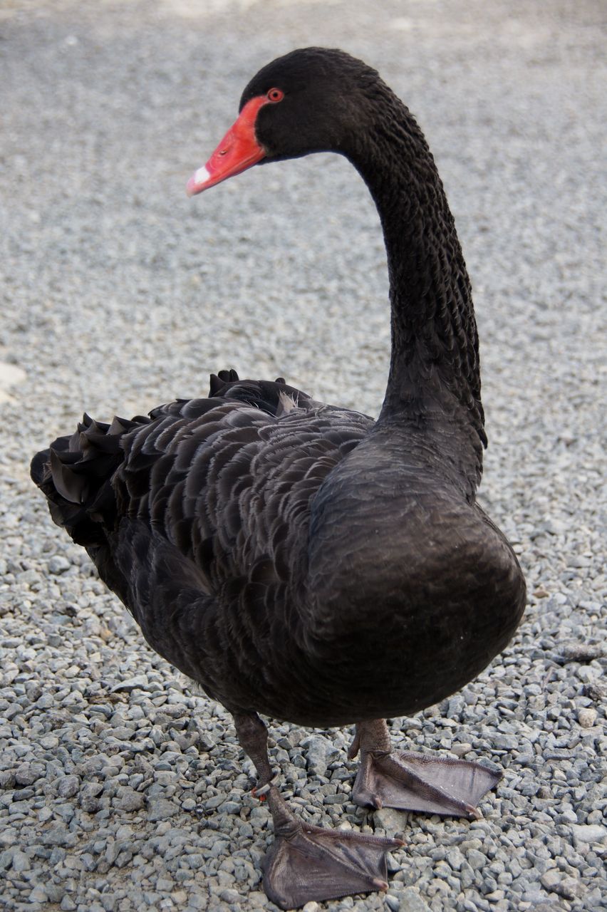 10月30日 掛川花鳥園と厄除観音 法多山 尊永寺の日帰り招待旅行 掛川花鳥園編 心と心のオアシスのblog 10月30日 掛川花鳥園と厄除観音 法多山 尊永寺の日帰り招待旅行 掛川花鳥園編 心と心のオアシスのblog