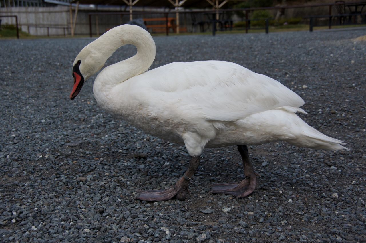10月30日 掛川花鳥園と厄除観音 法多山 尊永寺の日帰り招待旅行 掛川花鳥園編 心と心のオアシスのblog 10月30日 掛川花鳥園と厄除観音 法多山 尊永寺の日帰り招待旅行 掛川花鳥園編 心と心のオアシスのblog