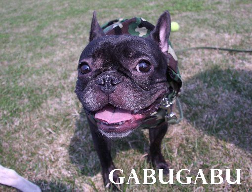 gabugabu