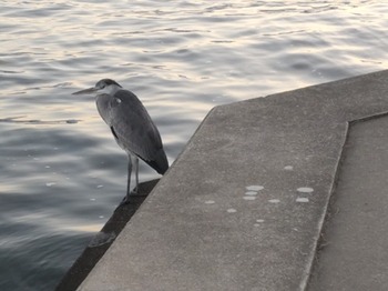 DIAGONAL_0001_BURST20251227164538293_COVER