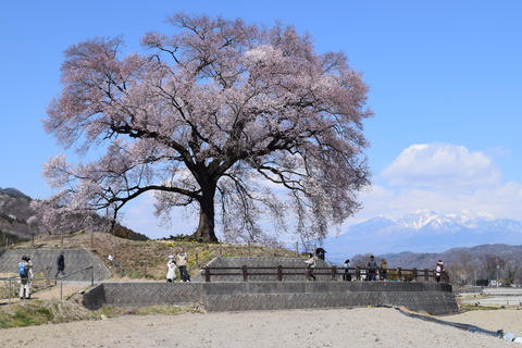 DSC_0500 (1)