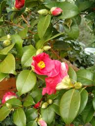 Camellia_japonica_BotGardBln271207C