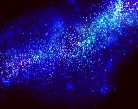 star_line