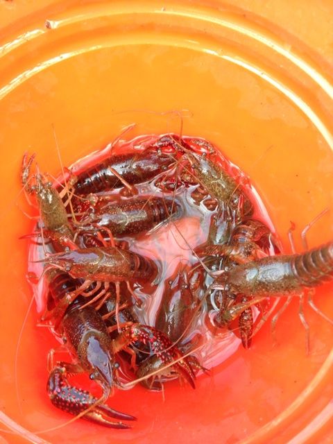 浮間公園と浮間釣り堀公園 都市型釣りブログ