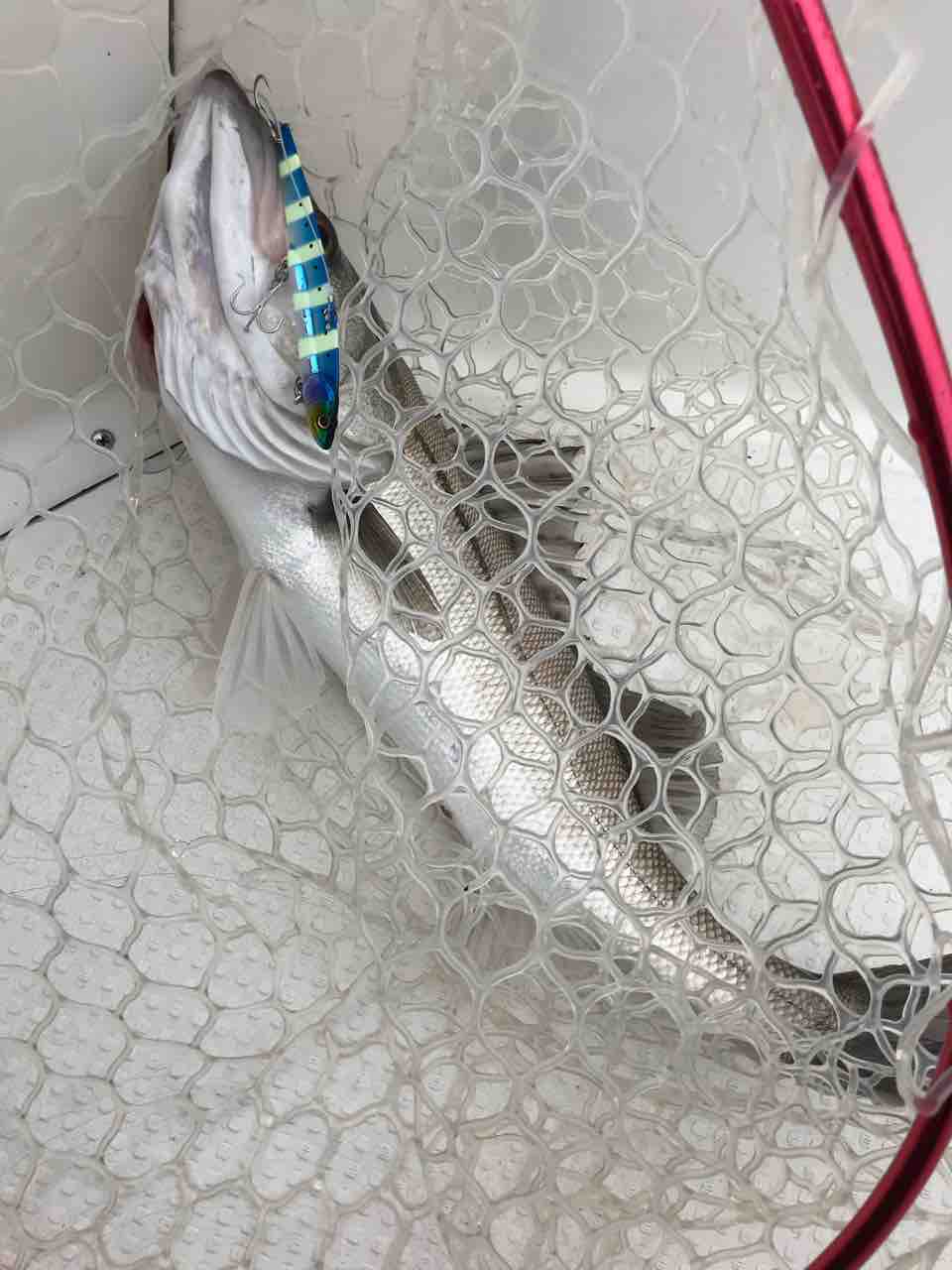 ランカーシーバスを追いかけて2 18 11 29と18 12 12 都市型釣りブログ