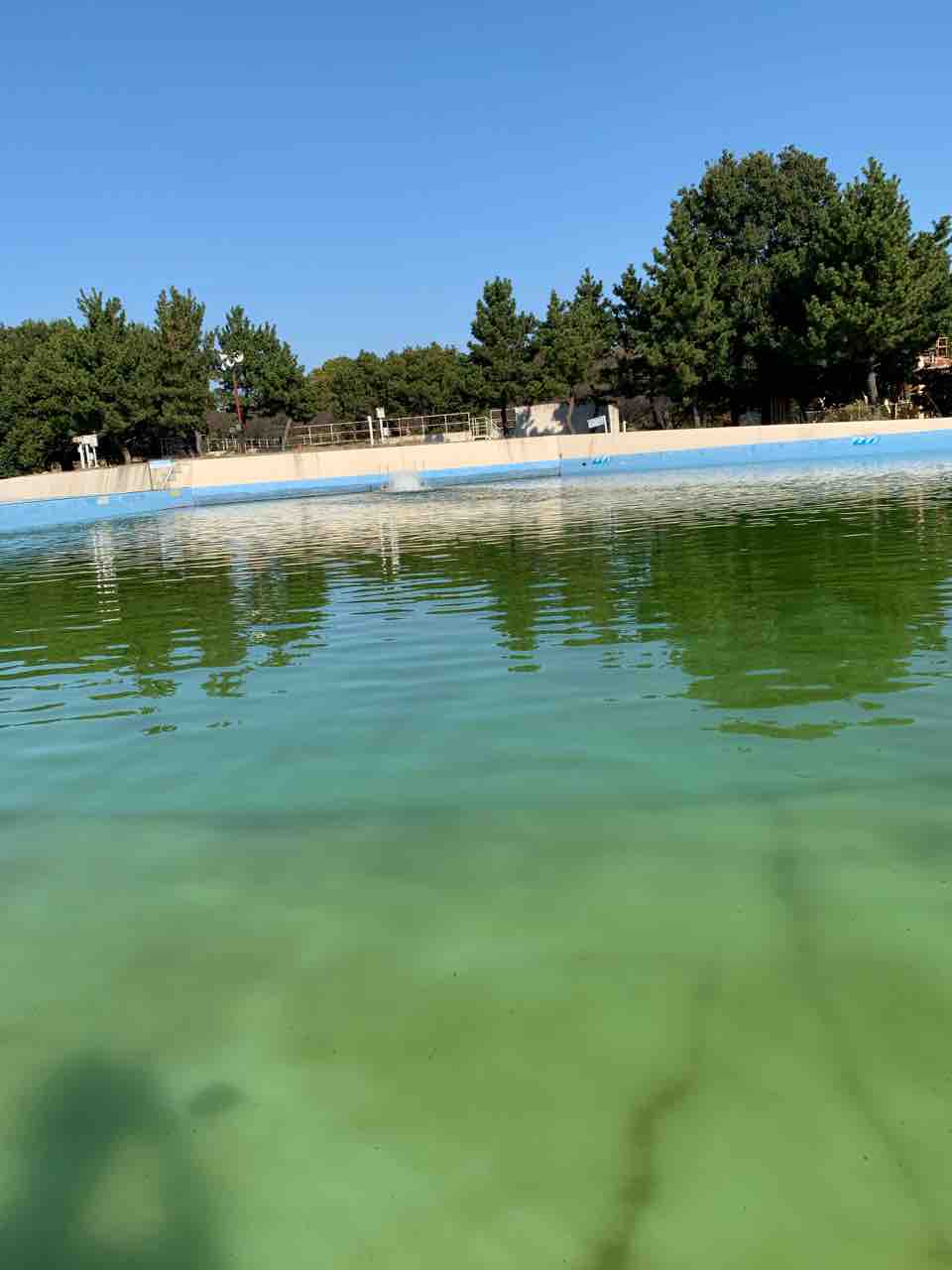 プールフィッシングを楽しむ 川越水上公園 11 11 都市型釣りブログ