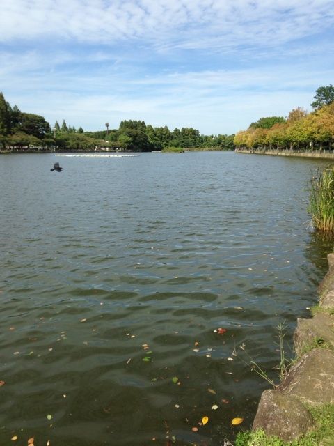 浮間公園と浮間釣り堀公園 都市型釣りブログ