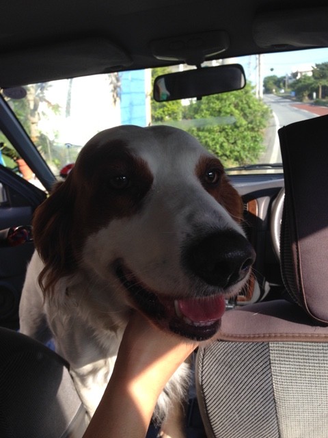 西表島のこと 16 12 27 都市型釣りブログ