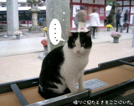 太宰府ねこ