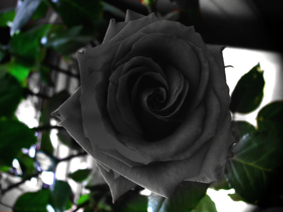 黒いバラ まっくろくろブログ