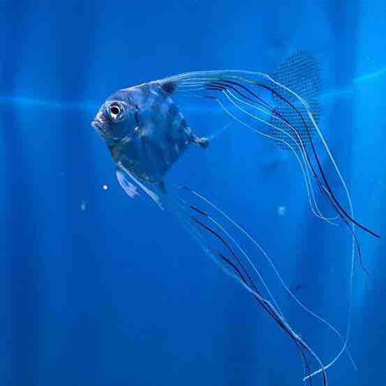 いつか泳いでいるところが見たい魚 まこブログ