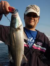 seabass1