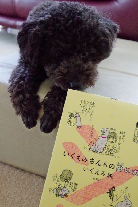 犬の本 くりくりぺこちゃん 犬の本 くりくりぺこちゃん