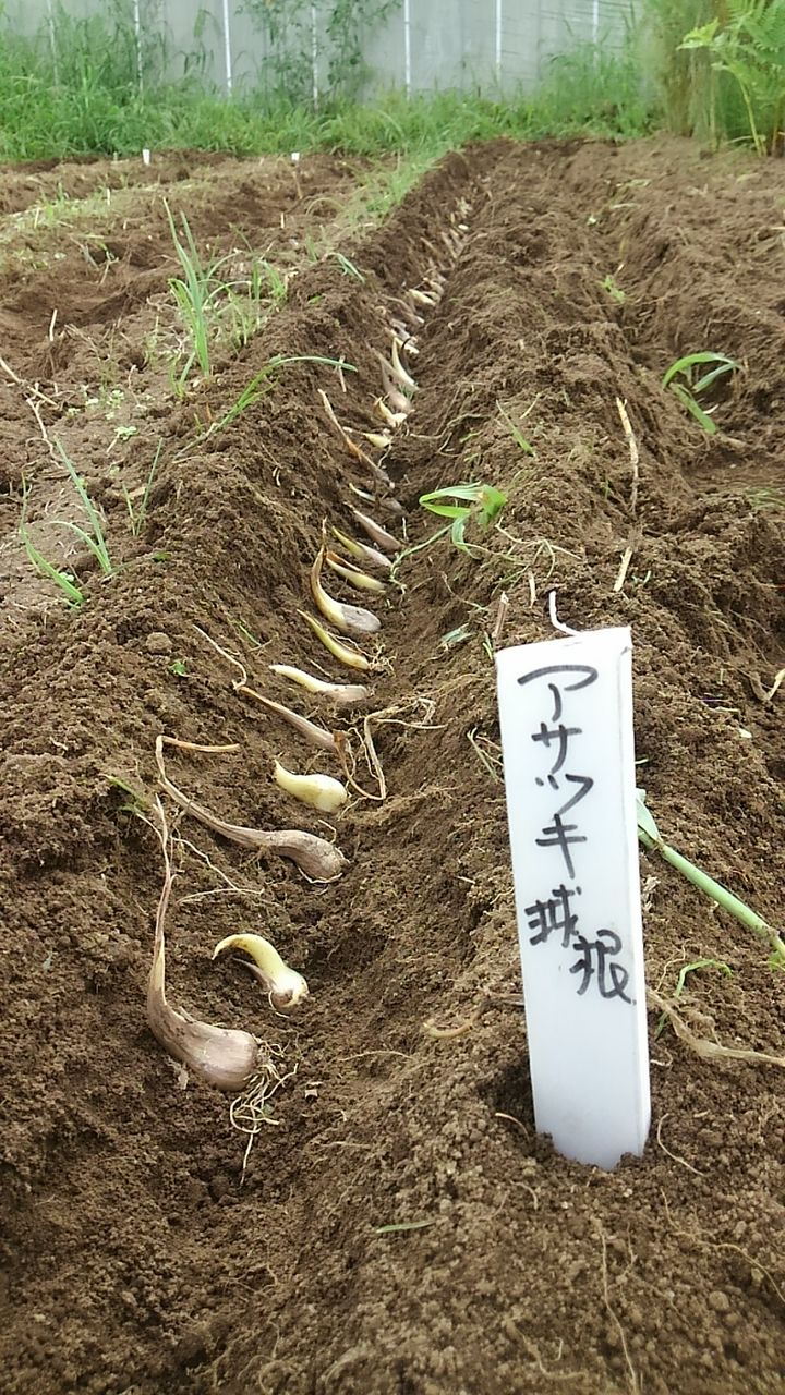 あさつき球根植えました 17 8 熊野井塾のblog あさつき球根植えました 17 8 熊野井塾のblog