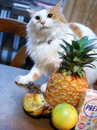ワタシのだニャ!