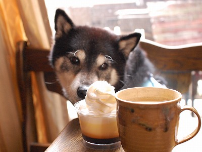 オイシソーでし!
