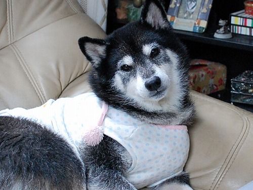 お久でし!