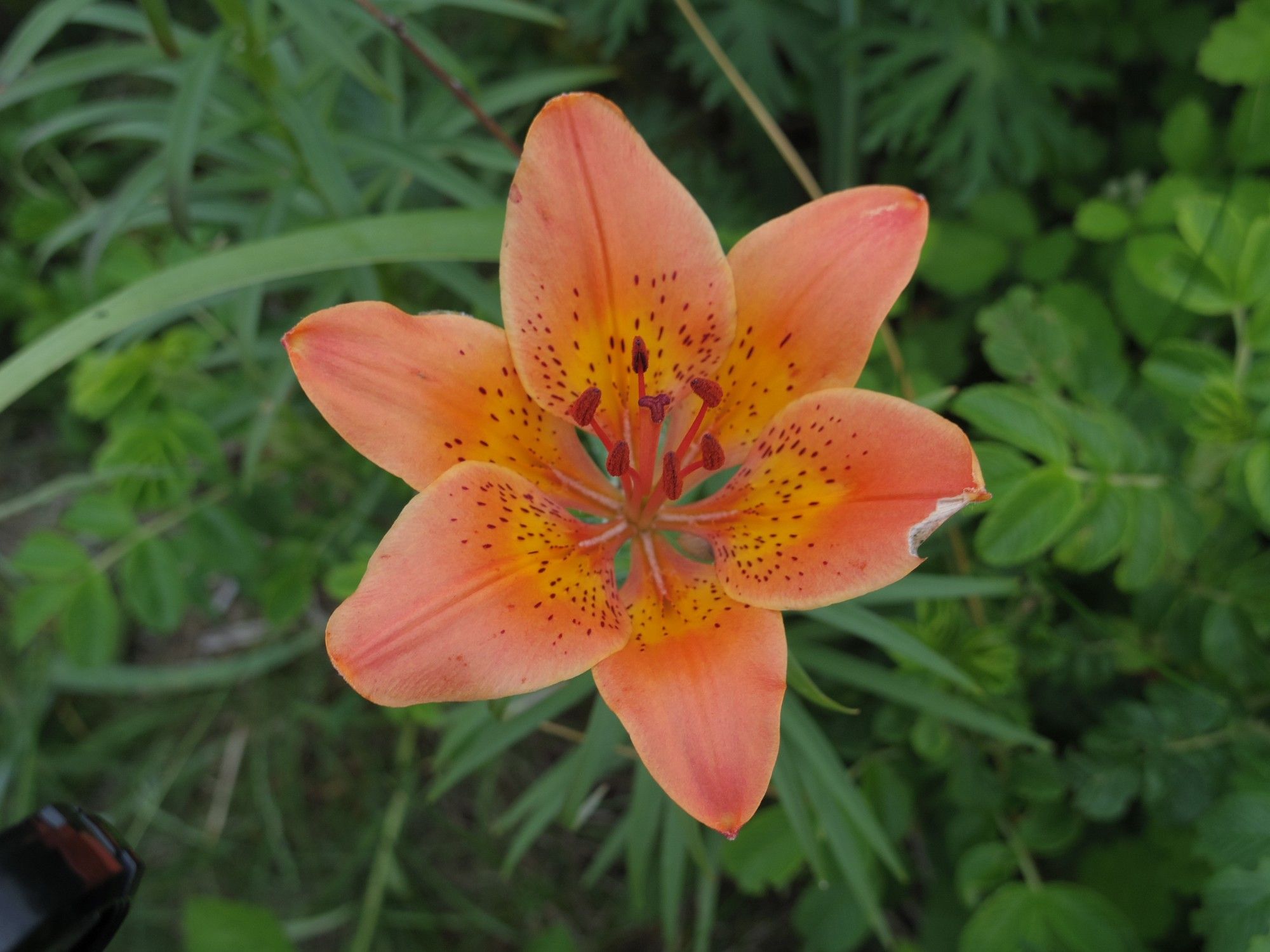 【探究と研究/2015年道東の旅】6月に花が見頃な「3つ」の原生花園 北海道ひとり旅 憧れの大地へ 旅のブログ 【探究と研究/2015年道東の旅】6月に花が見頃な「3つ」の原生花園 北海道ひとり旅 憧れの大地へ 旅のブログ