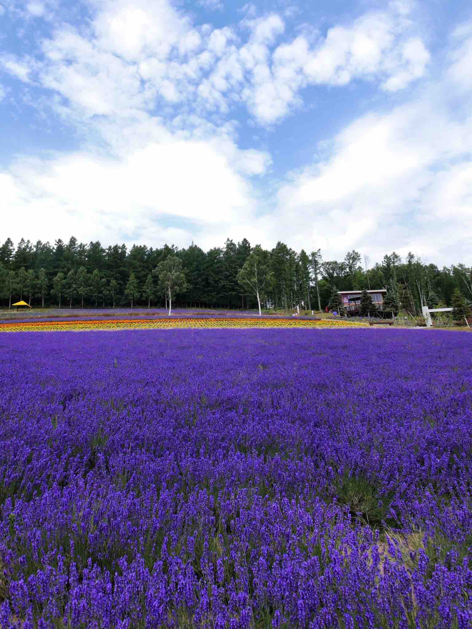 北海道ひとり旅 上川の旅 彩香の里 紫色に染まるラベンダーの丘 北海道ひとり旅 憧れの大地へ 旅のブログ